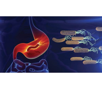 Natural Support For Stomach Health